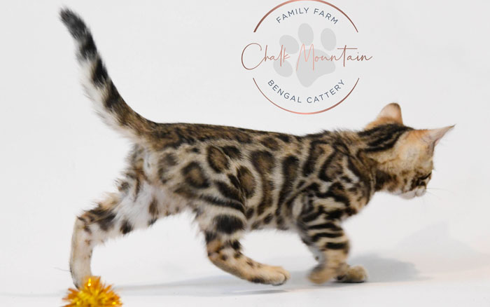 Bengal kitten for sale